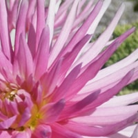 wilde_welt_info_klein